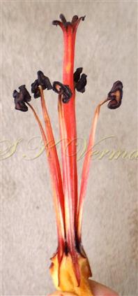  Central bundle with large bithecous anthers 
